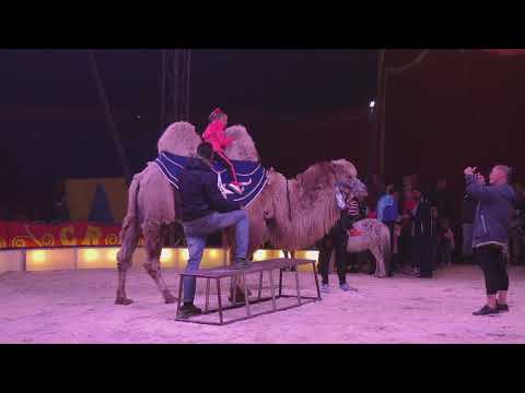 Circus renz Berlin samenvatting