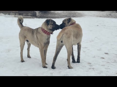 BU KÖPEK ÇOK SIKINTILI. BIRAKTIĞIM GİBİ DİĞER KÖPEKLERE KARIŞIYOR. KARABAŞIN TEK HEDEFİ BERAZLAR. 