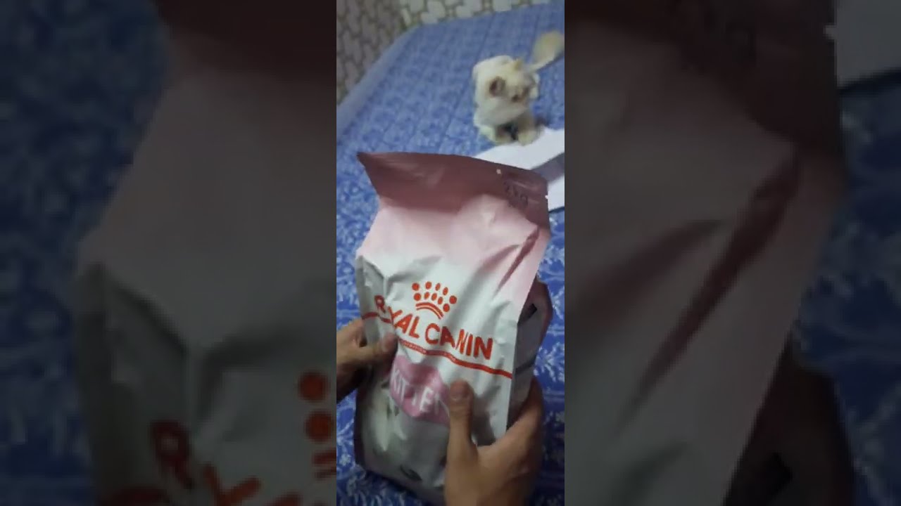 Watch video royal canin persian cat food unboxing| second age kitten| royal canin 2kg pack Now royal canin persian cat food unboxing| second age kitten| royal canin 2kg pack
