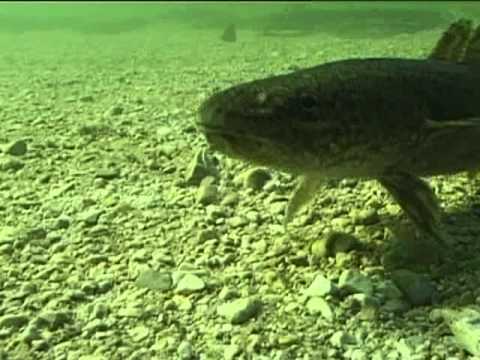 Mníci - spousta mníků