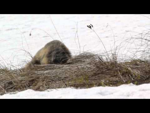 Marmotta al Colle della Maddalena