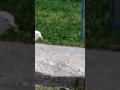 Seagull Catching Fries