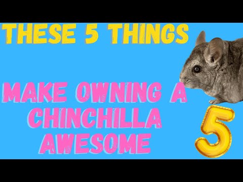 Owning A Chinchilla As A Pet (My 5 Favorite Things About Having A Chinchilla)