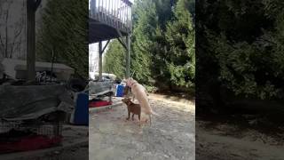 Polar the new O'Dell