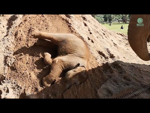 Baby Elephant Pyi Mai Having Fun Sand Pile - ElephantNews