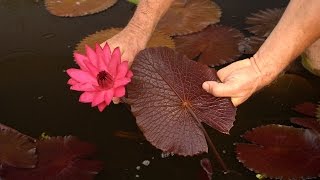 Tropical Water Lily - Red Cup Lilies – 3/6