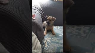 Mixed Puppies Videos