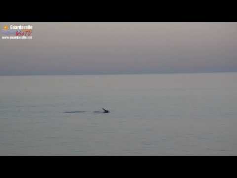Guardavalle - Branco di delfini gioca a pochi metri dalla spiaggia
