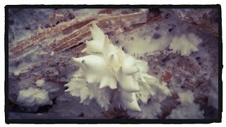 Oyster Mushrooms Ready to FRUIT! --- Indoor Mushroom Cultivation, Pinning