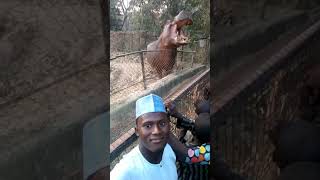 preview picture of video 'Dorinar ruwa a gidan zoo na kano.'