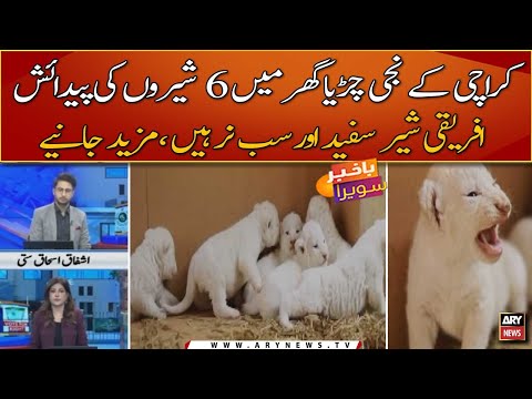 Six African Lion's cub born in Karachi
