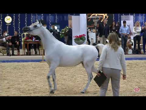 N 20 DANA AL RASHEDIAH   Straight Egyptian World Championship 2020   Fillies 2 3 Years Old Class 2B