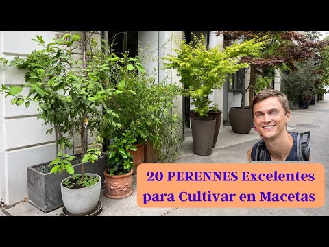 , title : '20 Plantas Perennes Excelentes para Cultivar en Macetas'