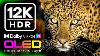 12K HDR 60FPS | Extraordinary Animals on Earth | Best Wildlife OLED TV | Dolby Atmos • IMAX Enhanced