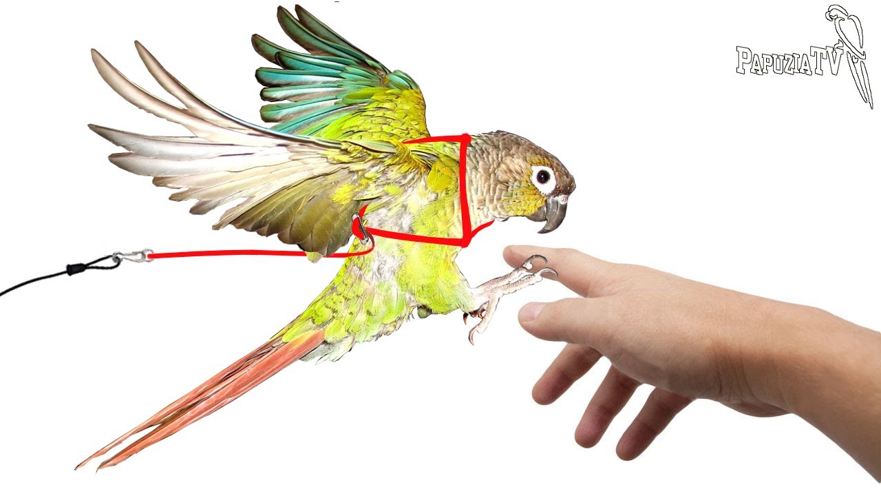 Безопасные шлейки для попугаев