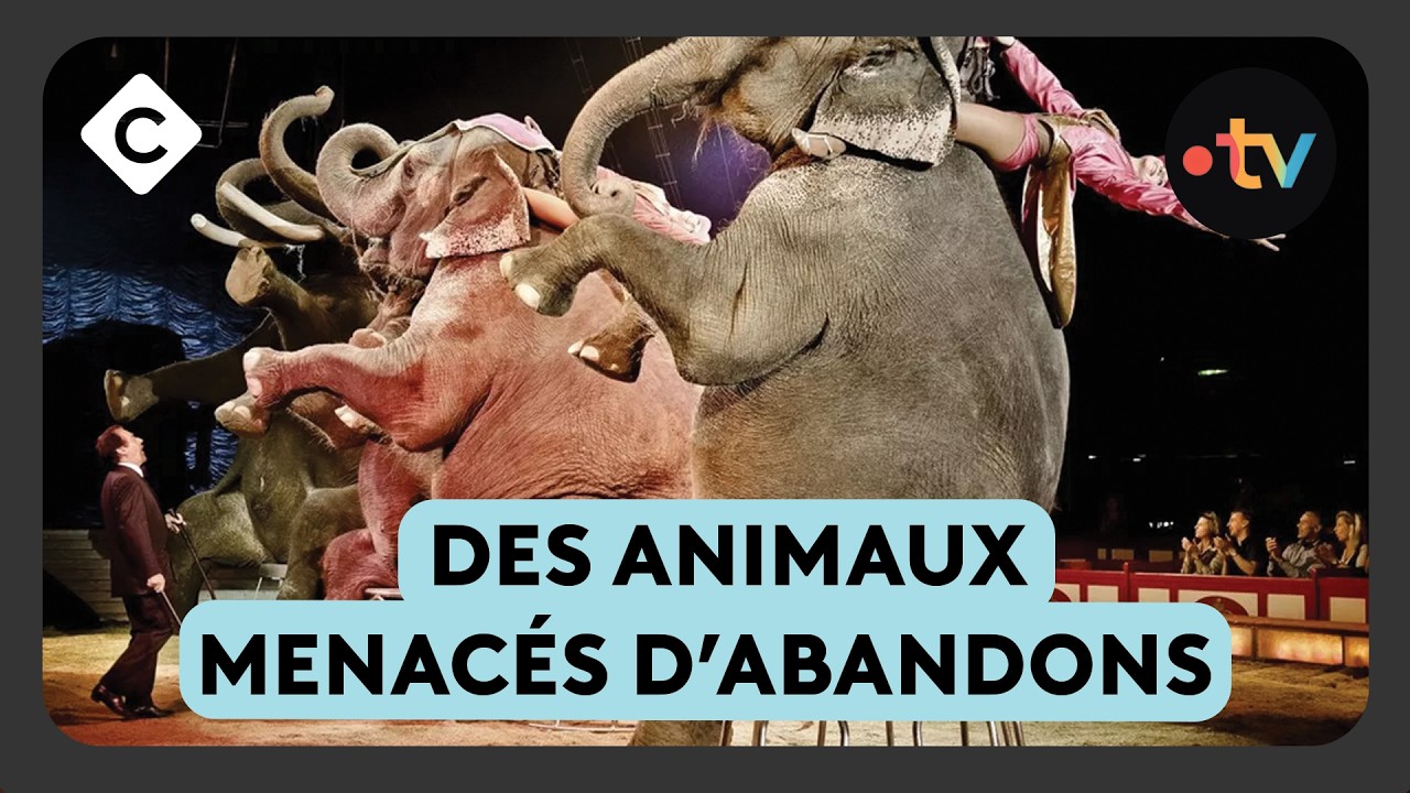 Bientôt interdits dans les cirques, 600 animaux sans solution - La Story de Louis Amar