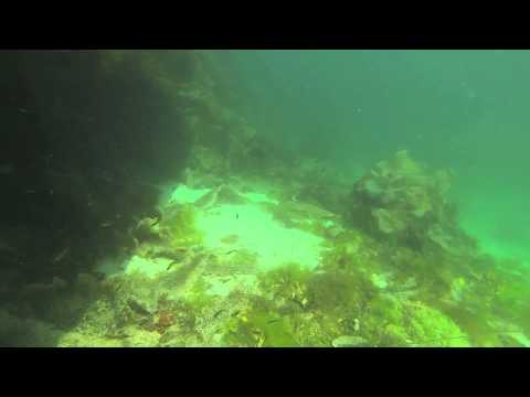 Sandeels at Coll with Ardnamurchan Charters