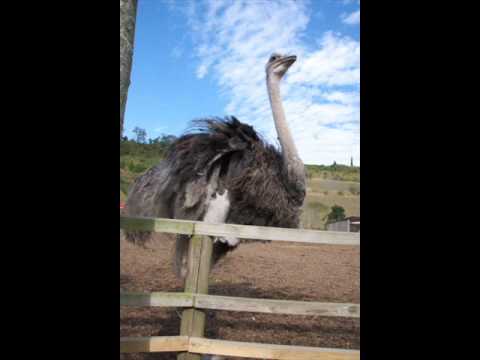 Wings of Words歌ってみた