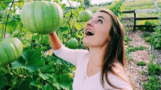 Summer Garden Tour | Permaculture No-Till Garden