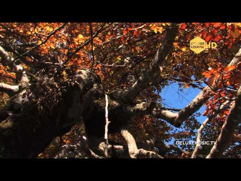 Martin Kratzenstein - Waltz Of  Fame