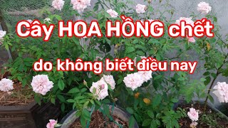 Côn trùng, sâu hại trên hoa hồng | Nông nghiệp phố