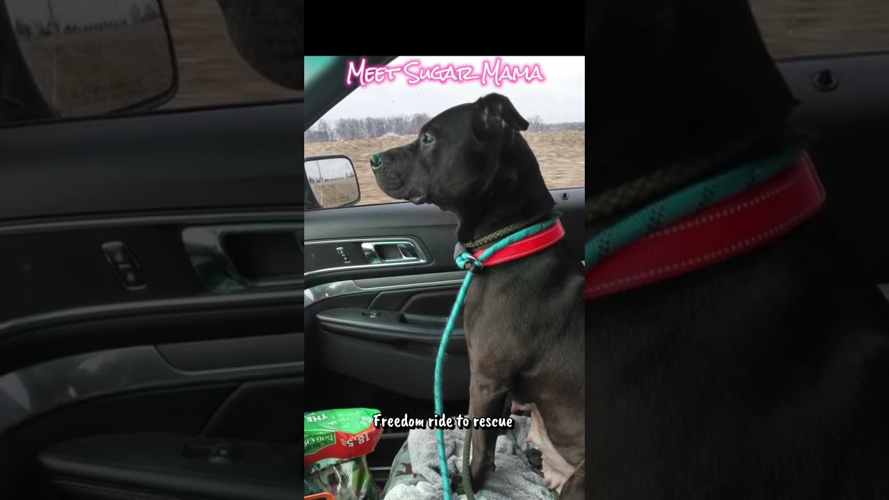 Enlarge Sugar Mama, a Adoptable Mixed Breed in Plain City, OH video 6/6