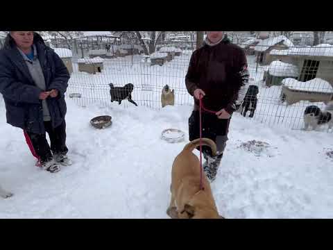 Hera ist neu im Auslauf mit Yuma Rabea Mecho Elric 250219