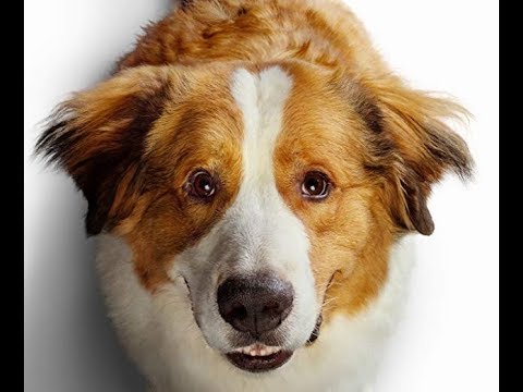 A Dog's Journey Trailer Song (Phillip Phillips - Gone Gone Gone)