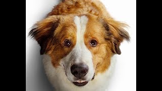 A Dog&#39;s Journey Trailer Song (Phillip Phillips - Gone Gone Gone)