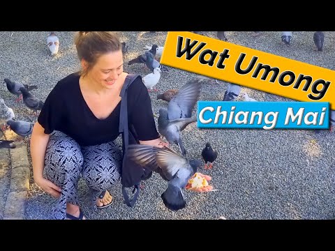 Pombos e túneis 😅 - Wat UMONG - Chiang Mai - Tailândia