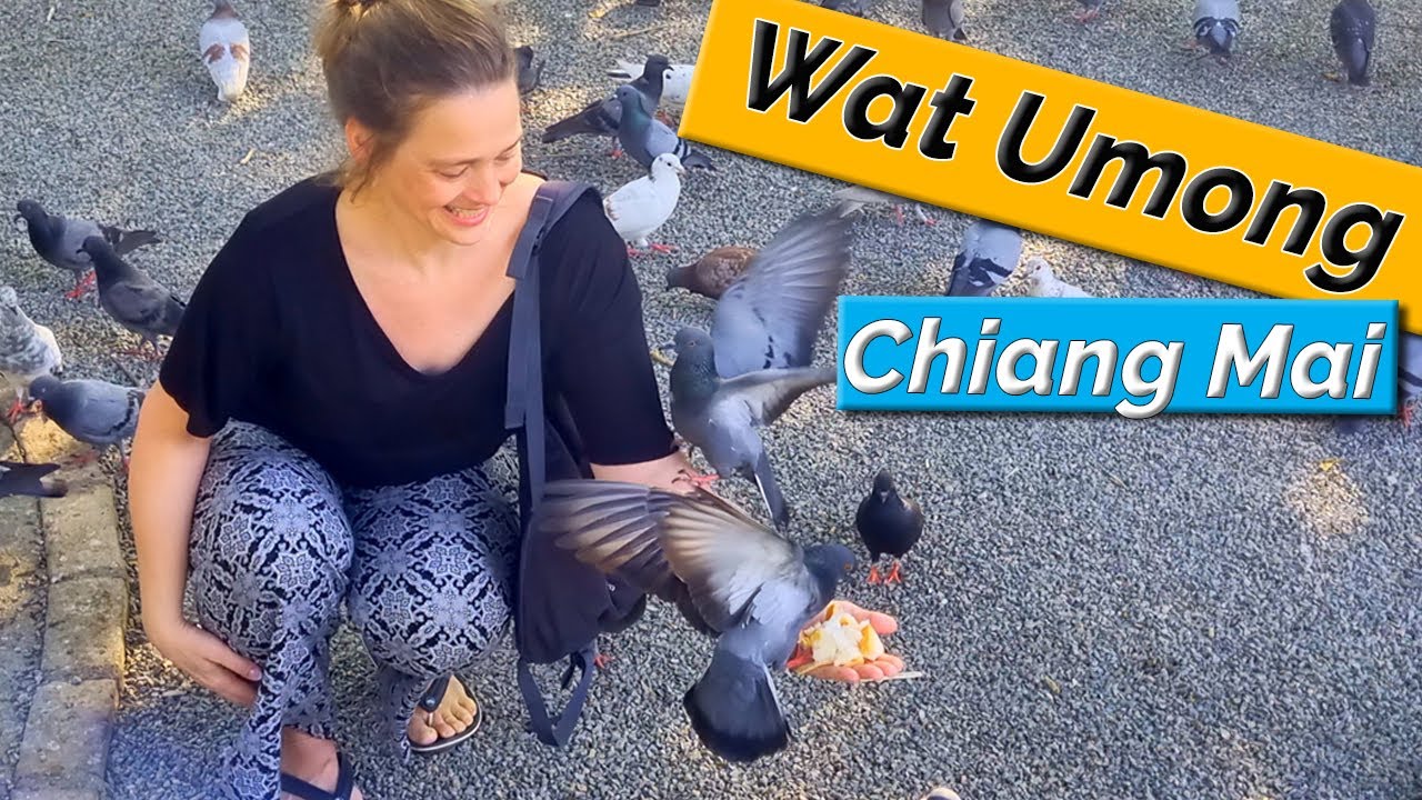 Experience the captivating Wat Umong temple, as travelers explore its allure in this immersive video.