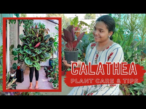 , title : 'Calathea Plant Care - Rare Indoor Plant - In Tamil - Chennai Garden & Decor'