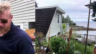 Putting in work for the bees. Filling the garden full of plants for the bees.