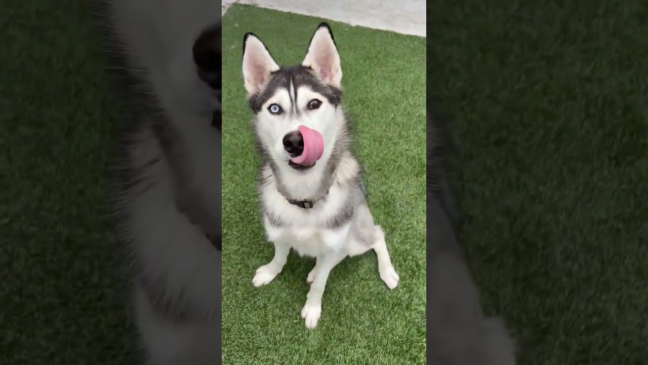 Enlarge Jackson, a Adoptable Siberian Husky in Burbank, CA video 4/4