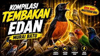 Download lagu KOMPILASI MURAI BATU FULL ISIAN TEMBAKAN MEWAH SANGAT AMPUH MELATIH MURAI BATU BONGKAR ISIAN mp3