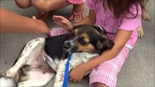 preview picture of video 'Purina Adoption Event'