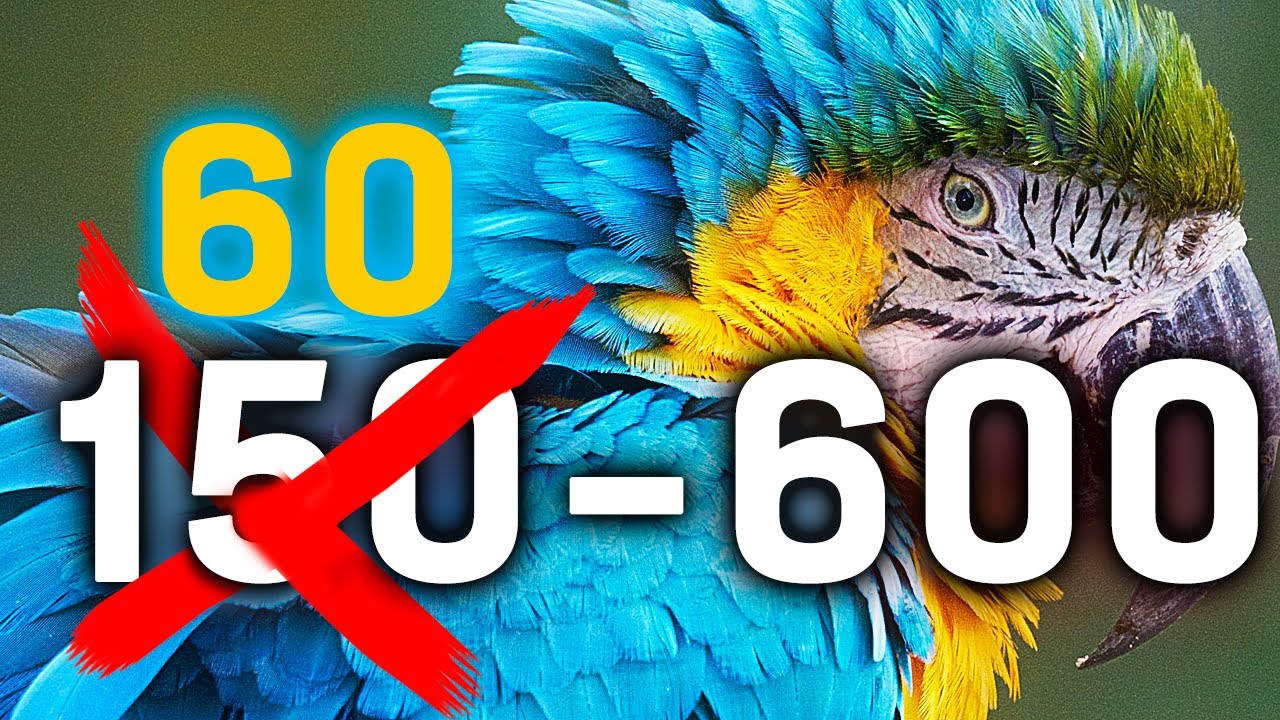 Test Sigma 60-600mm F4.5-6.3 DG DN : objectif idéal pour l'animalier 