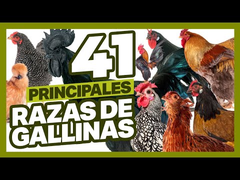 , title : '41 de las Principales Razas de Gallinas en el Mundo [2021]'