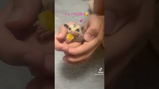 #フクモモベビー #cat #癒し #animals #cute #エキゾチックアニマル #可愛い #シュガーグライダー#sugarglider #フクロモモンガ #トゥループラチナ