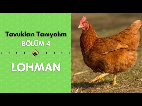 , title : 'Yumurta Makinesi | Lohman | Lohman Tavuk Özellikleri |  |  Tavukları Tanıyalım Bölüm 4'
