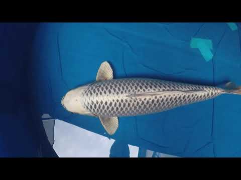 Konishi Gin Matsuba 72cm - Seiryuu's House Tategoi