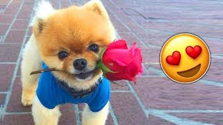 Я РЖАЛ ПОЛ ЧАСА | Смешные Коты и Собаки | ПРИКОЛЫ С ЖИВОТНЫМИ | Cute Cats