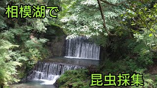 相模湖で外来のカマキリを見つけました！【昆虫採集】