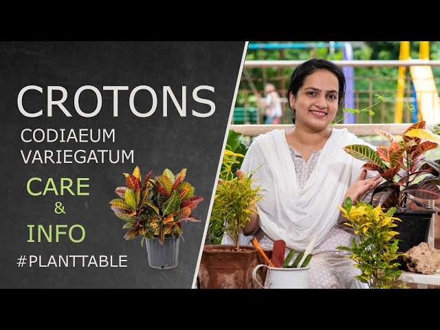 Video Pronunciation of Codiaeum variegatum in English Video Pronunciation of Codiaeum variegatum in English