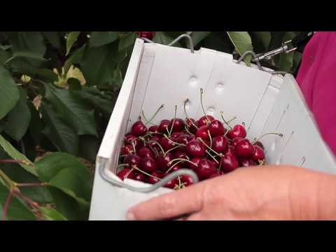 download lagu mp3 mp4 Tasmanian Cherries Season, download lagu Tasmanian Cherries Season gratis, unduh video klip Tasmanian Cherries Season