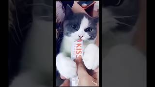 funny cat #cat #funny #catvideos #fyp #catshorts #india #youtubeshorts #ytshorts #fypシ #cute #cats