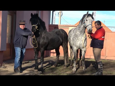 Caii lui Marian de la Halchiu, Brasov - 2022 Nou!!!
