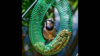 4k Live Texas Bird Feeder Cam  ~ 47 Species live webcam
