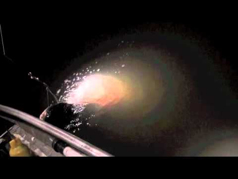 Malaspina Gator Hunt