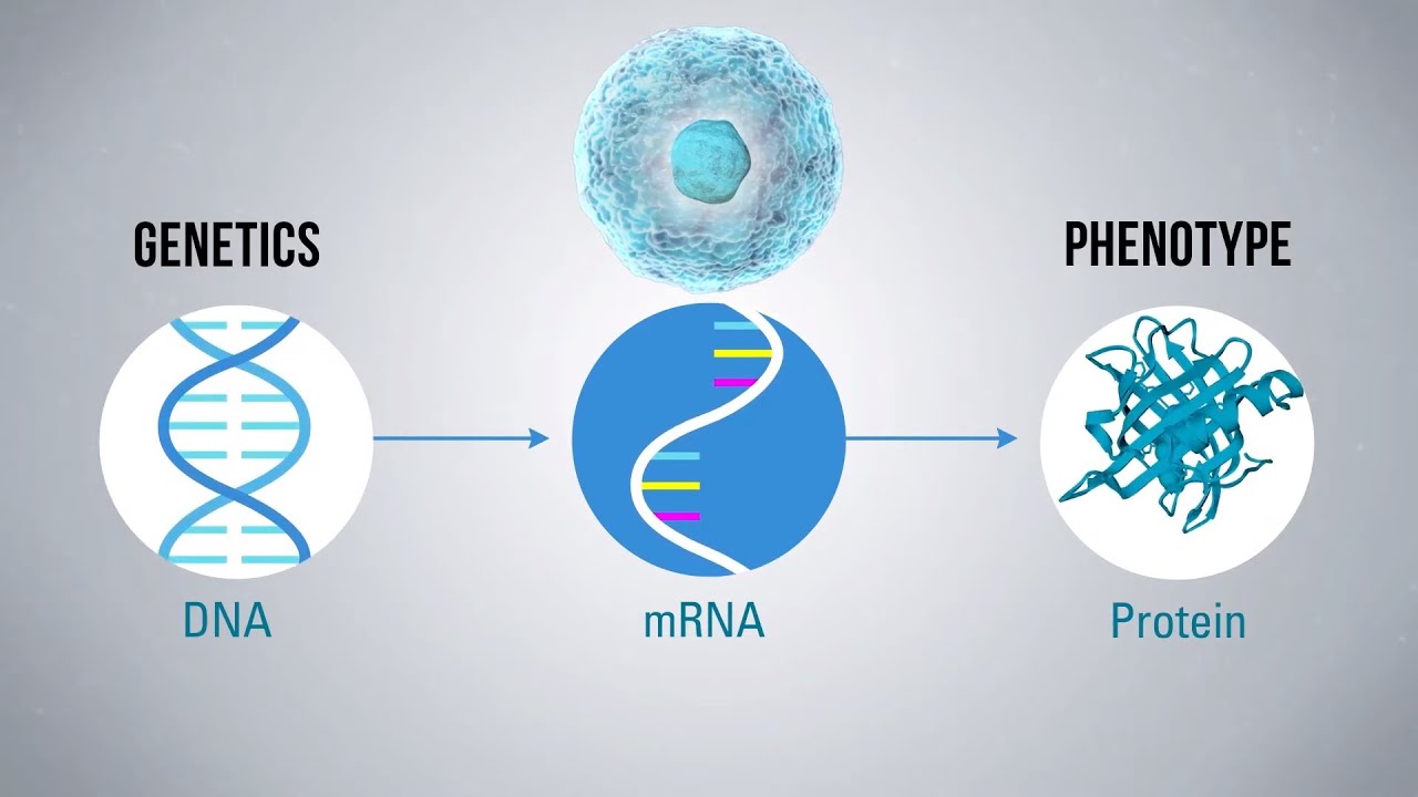 Tumor Immunoprofiling and the Tumor Microenvironment (Immunotherapy Documentary Part II)